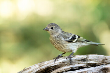 Citril Finch, Serinus citrinella