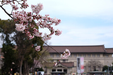 東京上野の東京国立博物館前の桜の風景