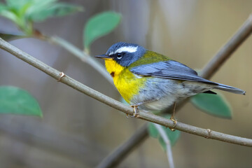 Crescent-chested Warbler, Oreothlypis superciliosa