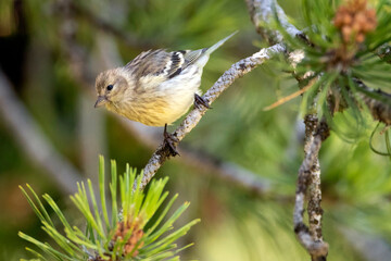 Citril Finch, Serinus citrinella