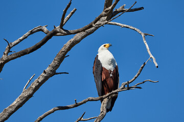 African fish eagle high in a tree
