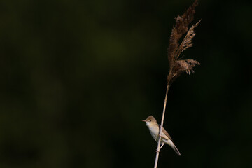 Blyth's Reed Warbler, Acrocephalus dumetorum