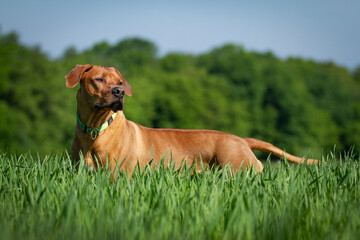 Proud rhodesian ridgeback in the grass