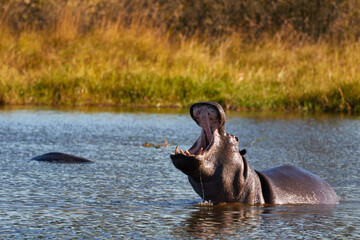 Fototapeta na wymiar Hippo in the water with his mouth open