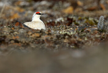 Alaskan Rock Ptarmigan, Lagopus muta kelloggae