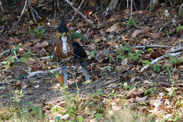 Ornate Hawk-Eagle, Spizaetus ornatus