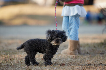 冬の公園でプードルの犬を連れて散歩している可愛い子供の姿