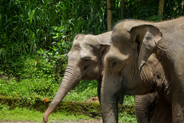 Close-up of two adult elephants