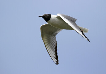Bonaparte's Gull, Chroicocephalus philadelphia