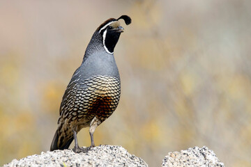 California Quail