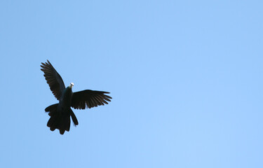 White-faced Cuckoo-Dove, Turacoena manadensis