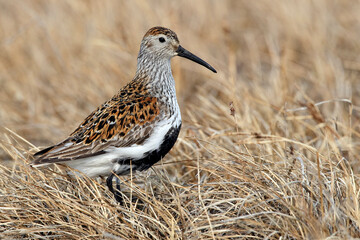 American Dunlin, Calidris alpina arcticola