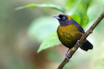 Dusky-faced Tanager, Mitrospingus cassinii