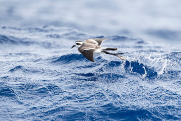 White-faced Storm-Petrel, Pelagodroma marina