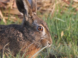 hare