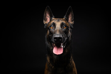 Portrait of a Belgian shepherd dog on an isolated black background.