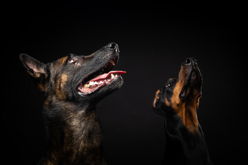 Portrait of a Belgian shepherd dog and a Doberman on an isolated black background.