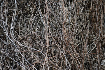 close up of a trunk