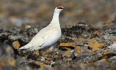 Alaskan Rock Ptarmigan, Lagopus muta kelloggae
