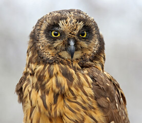 Galapagos Short-eared Owl, Asio flammeus galapagoensis