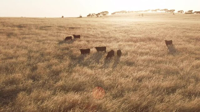 Aerial of Cattle grazing in golden farm field meadow. USA Beef Export