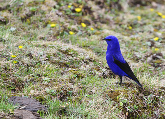 Grandala, Grandala coelicolor