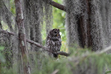 Barred hoot owl sitting on tree branch with spanish moss in Okefenokee swamp