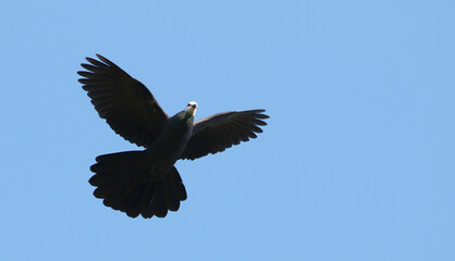 Solilongan Sula Cuckoo-dove, Turacoena sulaensis