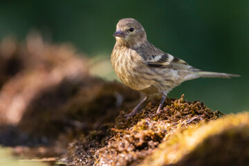 Citril Finch, Serinus citrinella