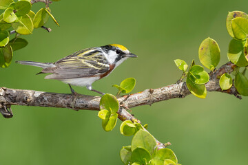 Chestnut-sided Warbler, Setophaga pensylvanica