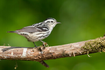 Black-and-white Warbler, Mniotilta varia