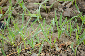 bunch the small ripe grain plant soil heap in the farm.