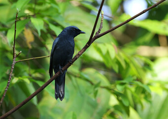 Sulawesi Cicadabird, Edolisoma morio