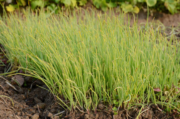 bunch the ripe green onion plant seedlings in the farm.