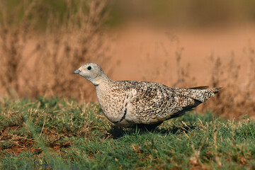 Black-bellied Sandgrouse, Pterocles orientalis