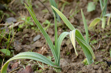 the ripe green garlic plant seedlings in the farm.