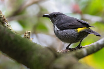 Sulphur-rumped Tanager, Heterospingus rubrifrons