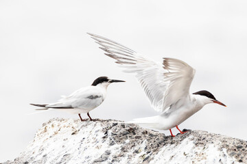 Roseate Tern, Sterna dougallii