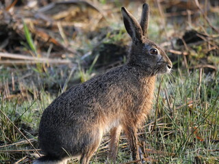hare