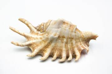 sea shell isolated on white