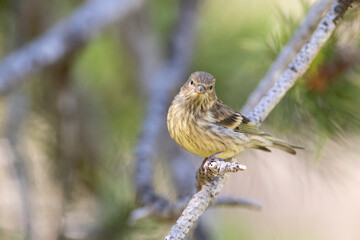 Citril Finch, Serinus citrinella
