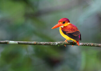 Rufous-backed Kingfisher, Ceyx rufidorsa