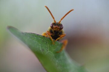 red yellow bug on leaf