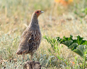 Daurian Partridge, Perdix dauurica