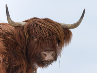 Highland cow with a clean white background offset to the left