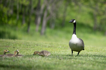 A mother Canada Goose and goslings.