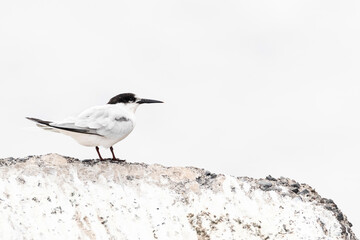 Roseate Tern, Sterna dougallii