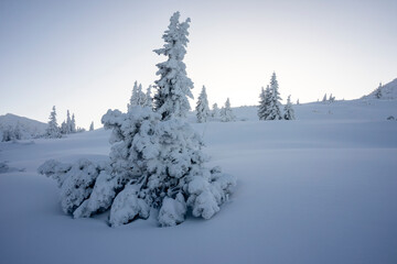 Frozen trees in deep snow. Tatra Mountains.