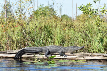 Big alligator laying on a fallen tree in swamp river