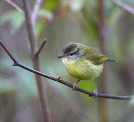 Flores Leaf Warbler, Seicercus presbytes floresianus